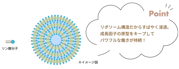 リポソーム構造 イメージ図
